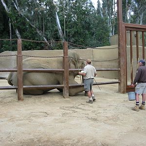 Los Angeles Zoo 2003 - Keepers in the Elephant exhibit