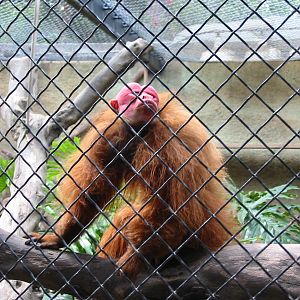 Los Angeles Zoo 2003 - Red Uakari
