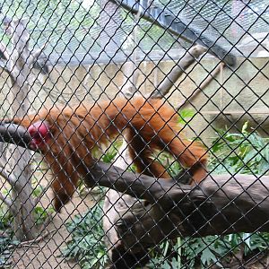Los Angeles Zoo 2003 - Red Uakari