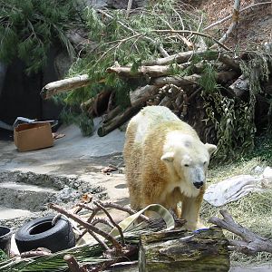 Los Angeles Zoo 2003 - Sweetheart the Polar Bear