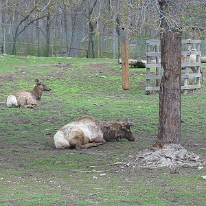 Milwaukee County Zoo 2003 - American Elk