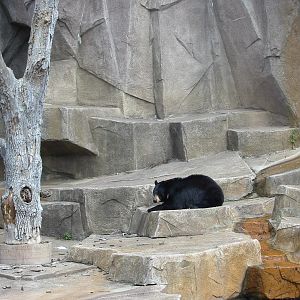 Milwaukee County Zoo 2003 - American Black Bear exhibit