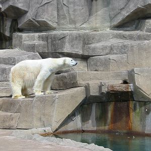 Milwaukee County Zoo 2003 - Polar Bear