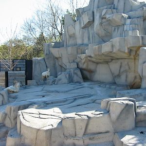 Milwaukee County Zoo 2003 - Dalls Sheep exhibit