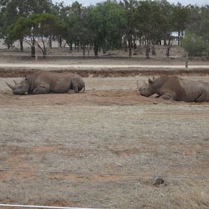 Black Rhinos