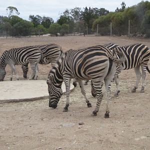 Chapman's Zebras