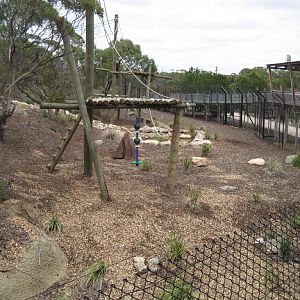 New Chimpanzee exhibit.