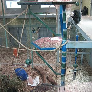 New Chimpanzee exhibit, inside area