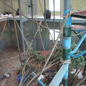New Chimpanzee exhibit, inside area