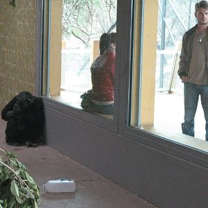 New Chimpanzee exhibit, inside area