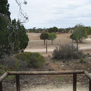 Walking trail view of the black rhinos.