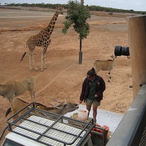 Keeper talk and giraffe/eland feeding