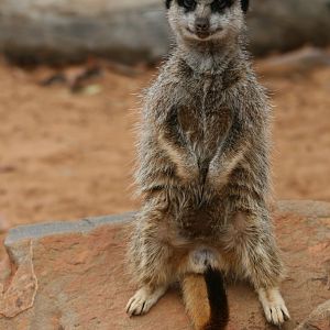 Meerkat