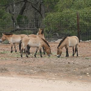 Przewalski's Horse