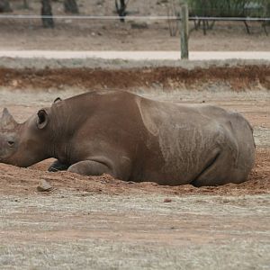 Black Rhino