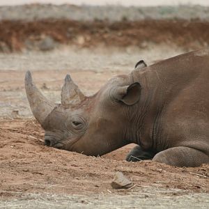 Black Rhino