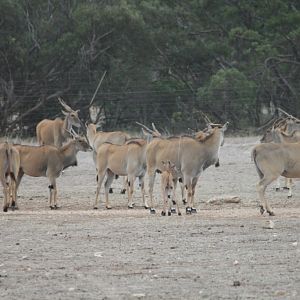 Eland