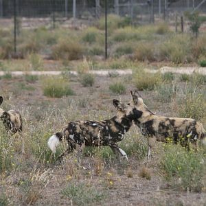 African Wild Dog