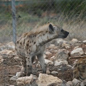 Spotted Hyena