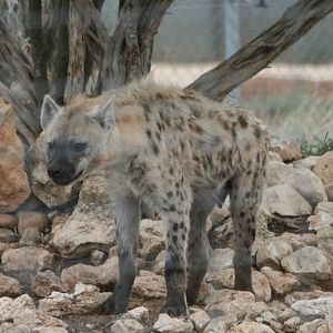 Spotted Hyena