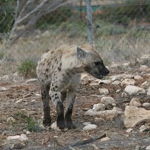 Spotted Hyena
