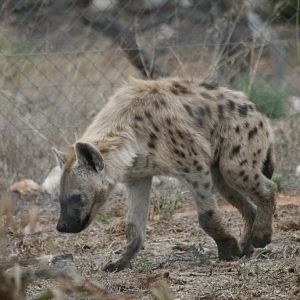 Spotted Hyena