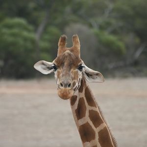 Giraffe