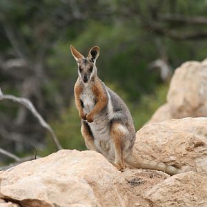 Yellow-footed Rock Wallaby