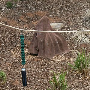 Enrichment devices for the chimps