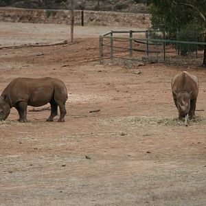Black Rhinos