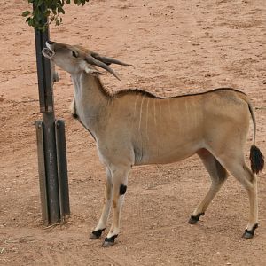 Eland