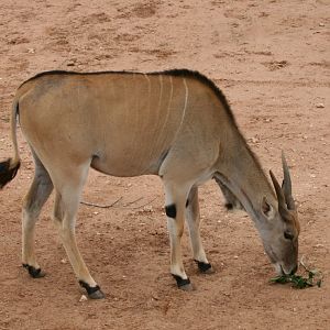 Eland