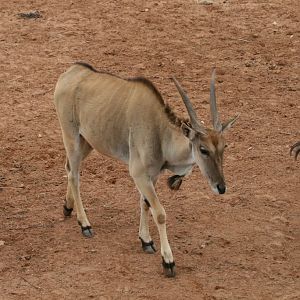 Eland