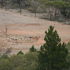 Part of Addax and Barbary Sheep enclosure