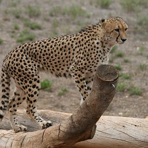 Cheetah