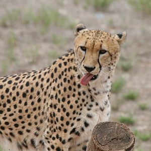 Cheetah