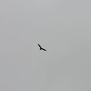 wild Wedgetail Eagle