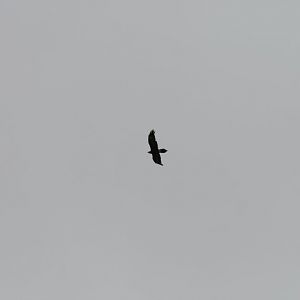 wild Wedgetail Eagle