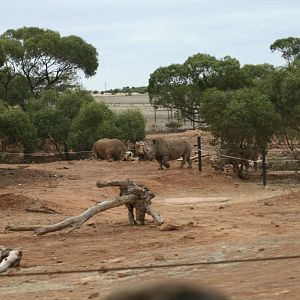 White Rhino enclosure