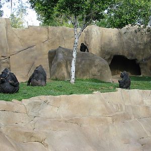 Wild Animal Park 2003 - Gorilla exhibit