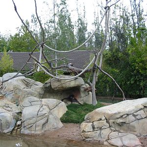 Wild Animal Park 2003 - Spider Monkey exhibit