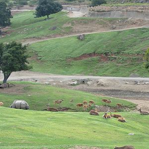 Wild Animal Park 2003 - Asian Plains or Asian Waterhole exhibit?