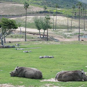 Wild Animal Park 2003 - Northern White Rhinos