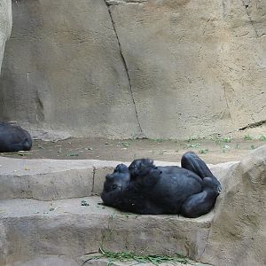 Wild Animal Park 2003 - Gorilla sleeping comfortably