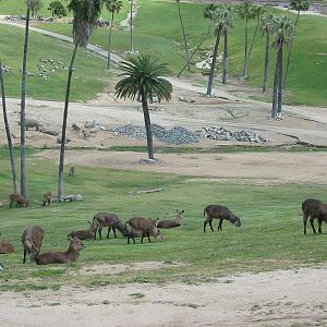 Wild Animal Park 2003 - One of the Africa exhibits