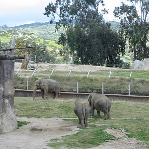 Wild Animal Park 2003 - Part of the Asiatic Elephant exhibit