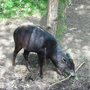 Wild Animal Park 2003 - Yellow-backed Duiker