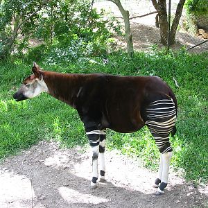 Wild Animal Park 2003 - Okapi