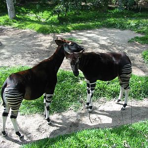 Wild Animal Park 2003 - Okapi