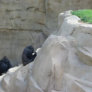 Wild Animal Park 2003 - Gorillas in the moat